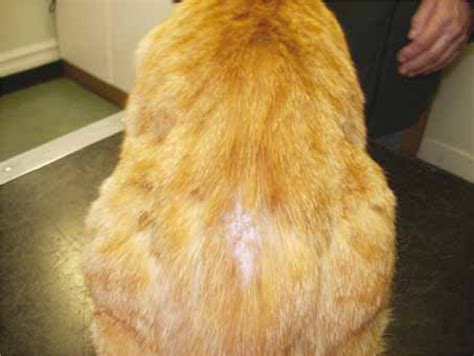 Flea Allergy Dermatitis Pictures Signs And Treatment Pets Plus Us