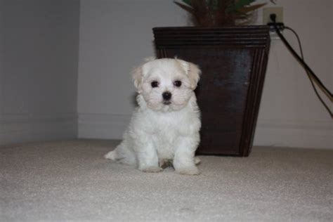 View Image 1 For Teacup Maltese Puppies For Adoption London