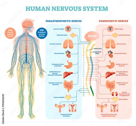 Vecteur Stock Human Nervous System Medical Vector Illustration Diagram