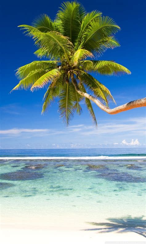 Tropical Beach Under Palms Wallpapers Hd Desktop Hohomiche