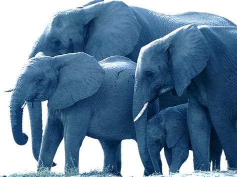 Elefantes Azul Fondo De Pantalla Hd Peakpx