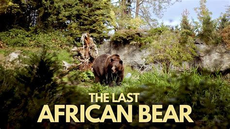 The Last African Bear Atlas Bear Youtube
