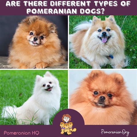 How Many Types Of Pomeranian Dogs Are There