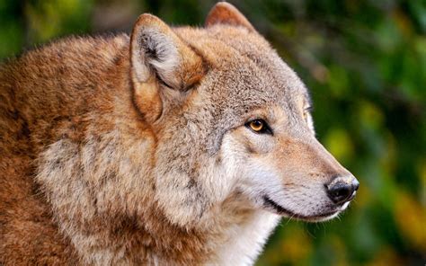 Find the best wolf hd wallpaper on getwallpapers. wolf pictures A4 - HD Desktop Wallpapers | 4k HD
