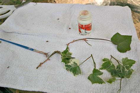 Propagating Ivy 100 Things 2 Do In 2020 Ivy Plants Propagation