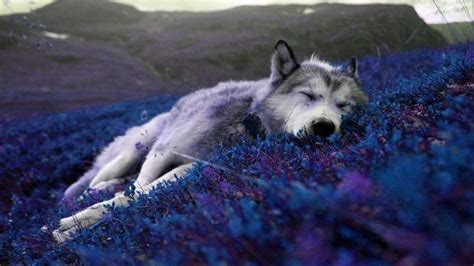 Relaxing Backgrounds Hd Pixelstalknet Wolf Howling At Moon