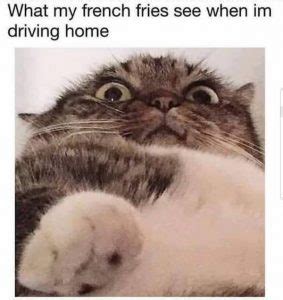 Top Funniest Fat Cat Memes On The Internet Petpress