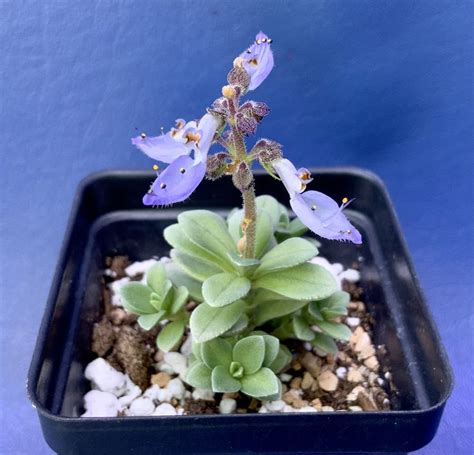 A Small Purple Flower Sitting On Top Of A Green Planter Filled With