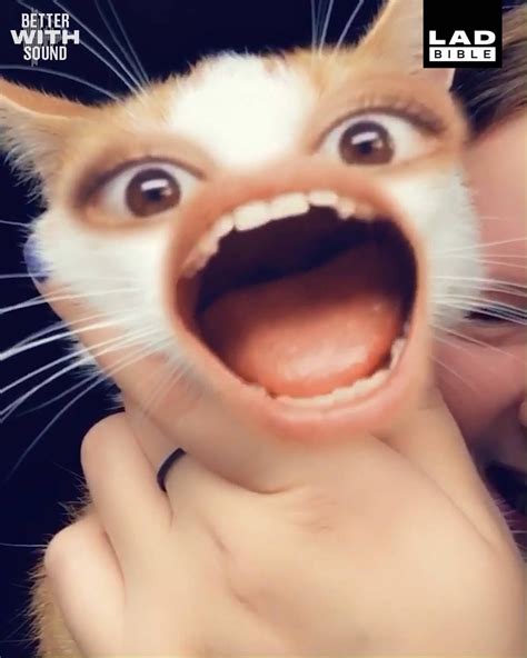 Snapchat Filters On Cats Produce Some Hilarious Results