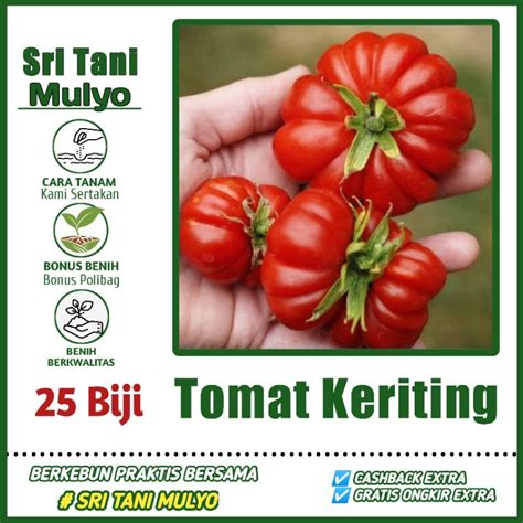 Jual Biji Benih Tomat Keriting Unggul Mawar F Bibit Sayuran