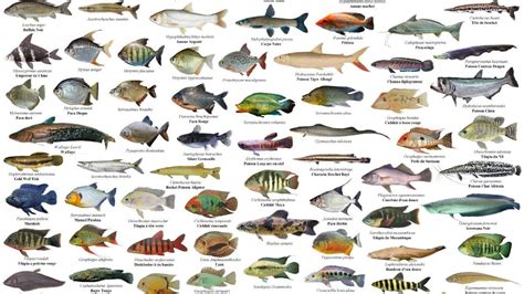 Gambar Dan Nama Ikan Laut Cari