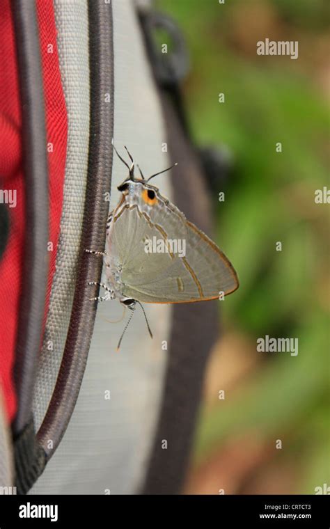 Peacock Royal Butterfly Tajuria Cippus Maxentius On A Red Backpack