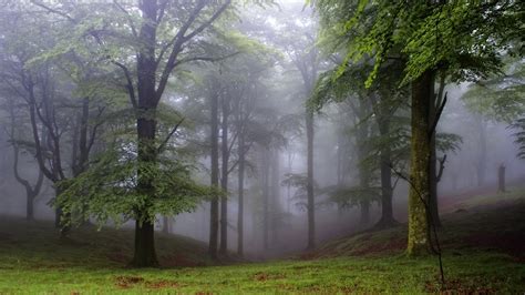 Foggy Forest 2 Wallpaper Nature Wallpapers 35401