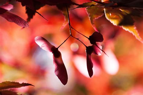 Free Images Nature Branch Blossom Bokeh Sunlight Flower Petal