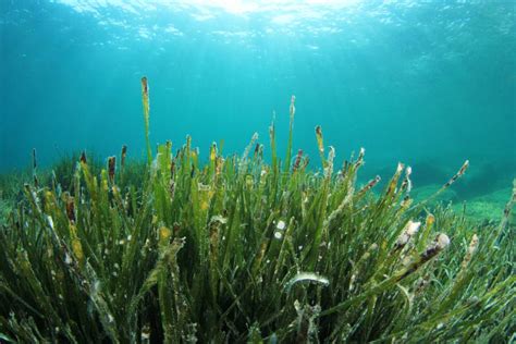 Seaweed In Ocean Stock Image Image Of Beams Sandy Pool 41610229