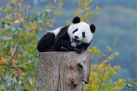 Nature Panda Bears Baby Animals Wallpapers Hd Desktop And Mobile