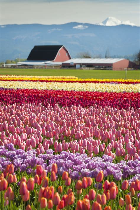 The Most Beautiful Flower Fields To Visit In The Us Flower Field