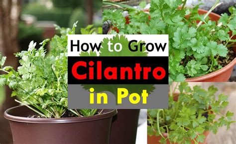 How To Grow Cilantro In Pots Growing Coriander Growing Cilantro