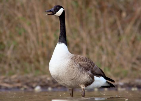 The Canada Goose A Wild Bird The Wildlife