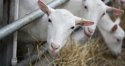 Looking For Goat Farms For Sale Read This Guide First