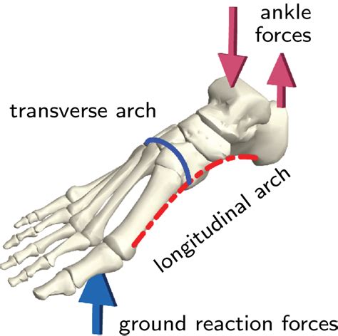 Biomechanics Arched Foot