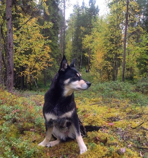 Lapponian Herder Lapinporokoira Räpsy Lapland Finland Photo By