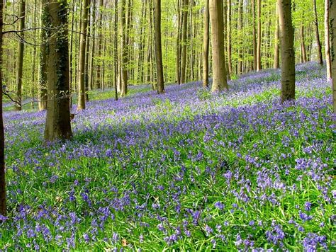 Hallerbos Brussels Belgiums Blue Forest Every Spring The Floor Of
