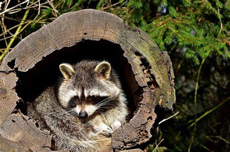9 Different Animals That Live In Tree Holes With Photos Wildlife