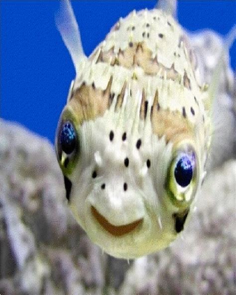 Puffer Fish Cute Sea Creatures
