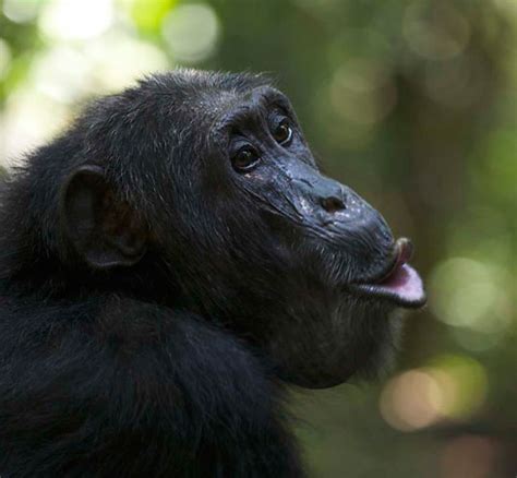 Female Chimps Practice Safe Sex Npr