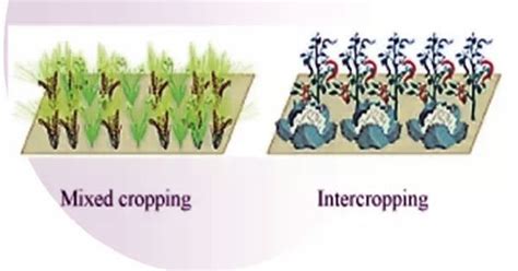 Difference Between Mixed Cropping And Intercropping Grow Crops Crop