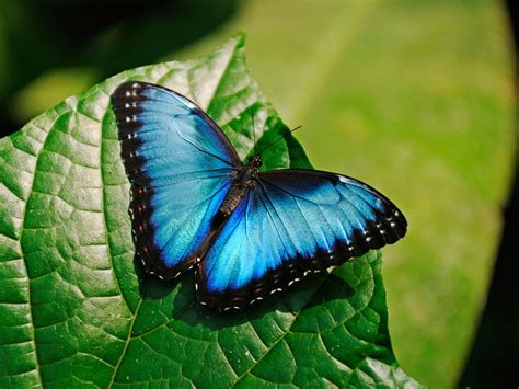 Top 10 Most Beautiful Colorful Butterflies Species