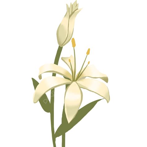 Gambar Lili Putih Juga Memiliki Musim Semi Bunga Bakung Parfum Lily