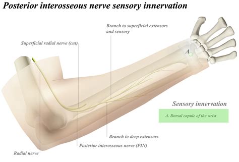 Posterior Interosseous Nerve Anatomy Orthobullets