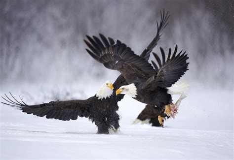 We did not find results for: 1001Places: Amazing Animals - Wallpapers Full HD