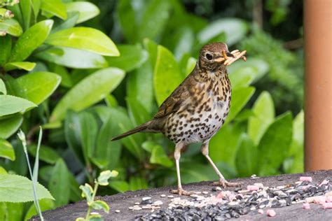 Up Close With The Song Thrush All Creatures Wildlife The Rspb