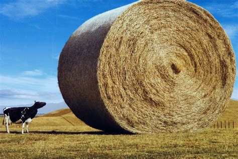 Morethancanchew Cow And Large Hay Bale Study Manage Baling Hay Bales