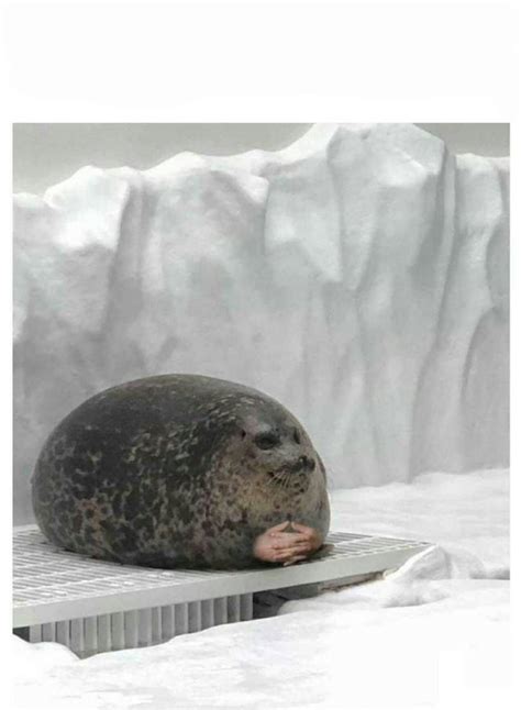 Seal Crying Meme Crying Meme Templates