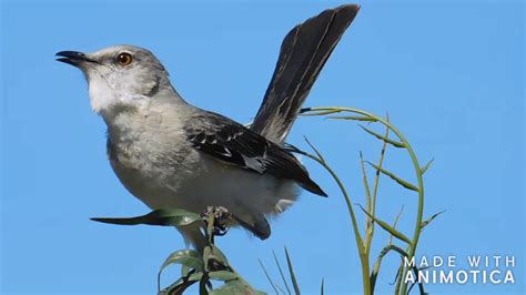 Northern Mockingbird Sounds And Calls Youtube