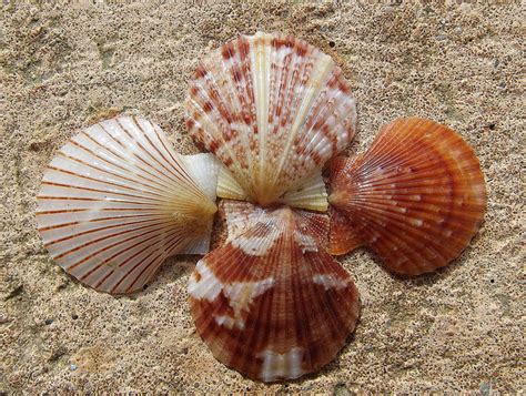 New York State Shell Bay Scallop