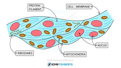 Muscle Cell Function And Adaptation