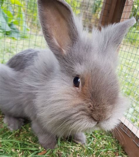 Check spelling or type a new query. Lionhead Baby Rabbit, Very Tame | Ashford, Kent | Pets4Homes