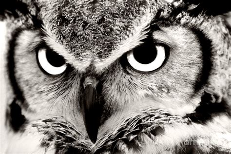 Black And White Great Horned Owl Photography