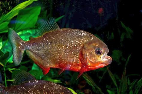 Pygocentrus Nattereri Red Bellied Piranha Pygocentrus Altus