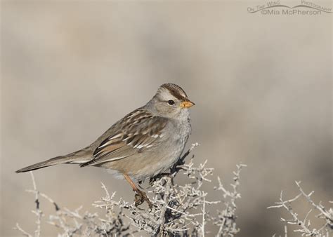 White Crowned Sparrow Juvenile On A February Morning On The Wing