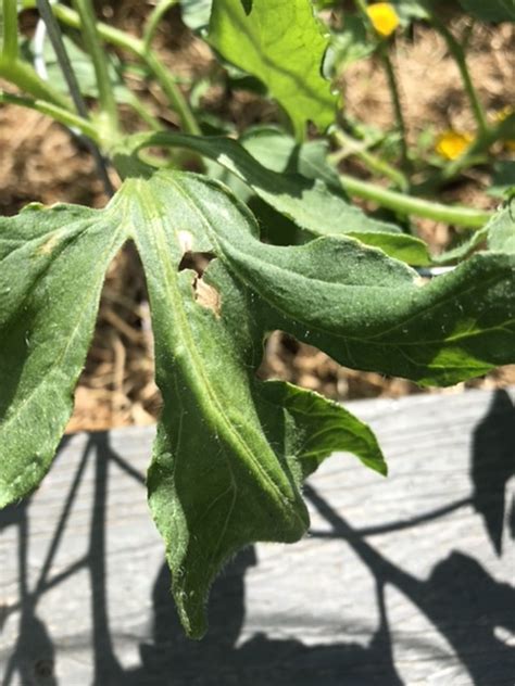 We did not find results for: tomatoes - Why is the leaves on my tomato plants doing ...