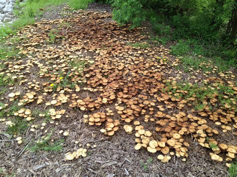 Missouri Shrooms Mushroom Hunting And Identification Shroomery