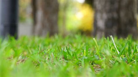Grass Close Up Royalty Free Stock Footage Youtube