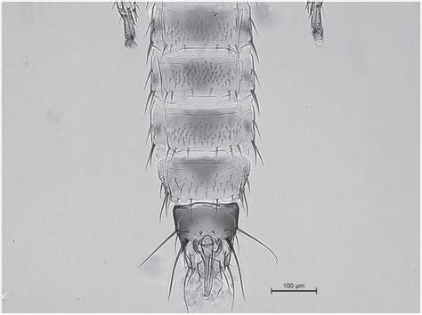 Megalurothrips Distalis Thysanoptera Thripidae Breeding In The