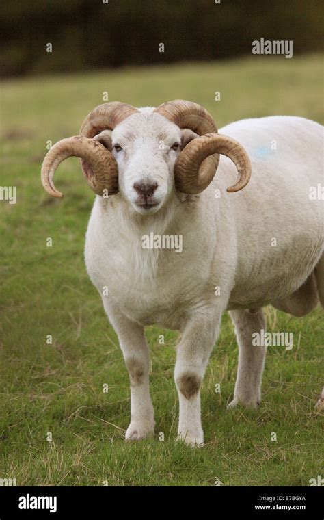 Wiltshire Horn Sheep Ram Stock Photo Alamy